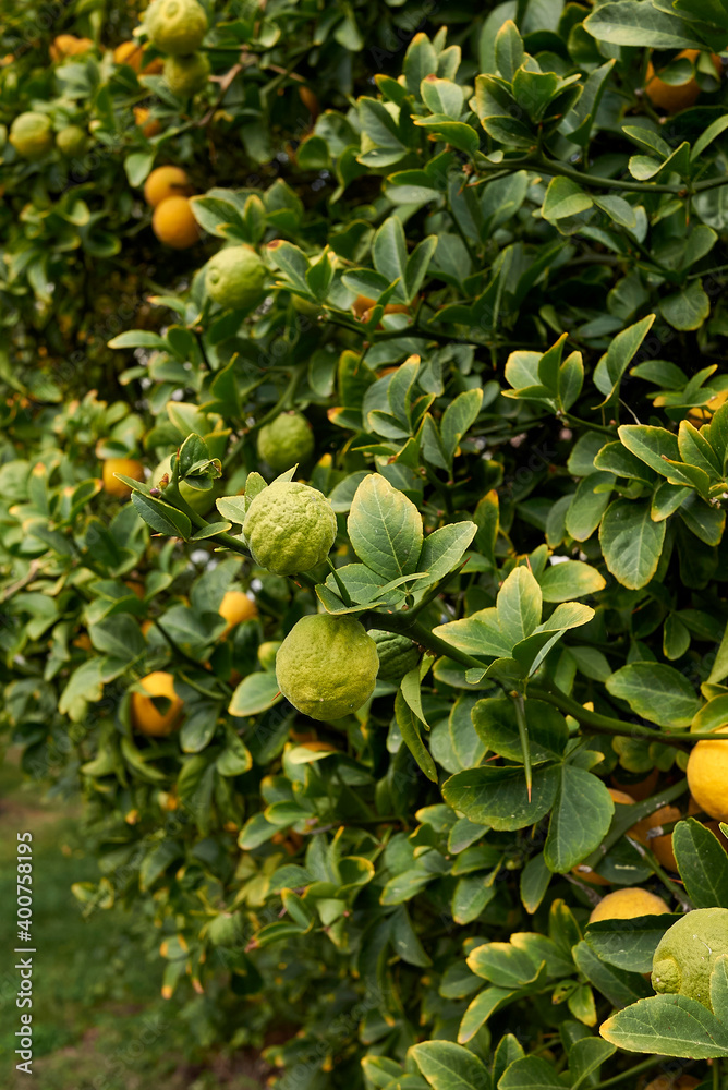 Poncirus trifoliata Poncirus trifoliata
