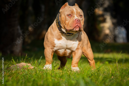 american bully fotografia canina 
#bully #pitbull #dog #lovedog #photodog #americanbully #pitbull  photo