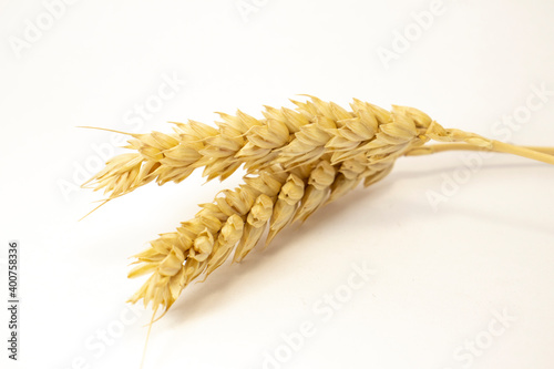 ripe ears of wheat on a white isolated background. isolated golden wheat