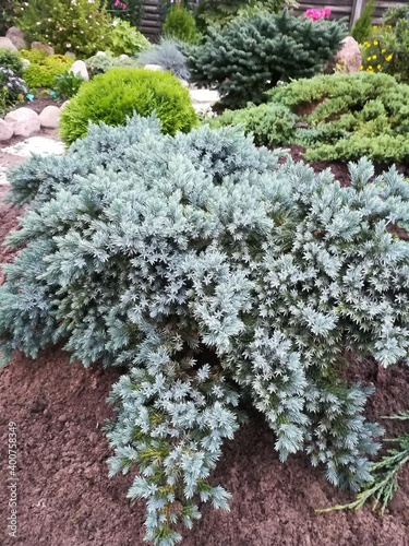 very beautiful creeping blue Juniperus squamata Blue Star on a rocky alpine slide with other coniferous plants in the garden. Floral wallpaper