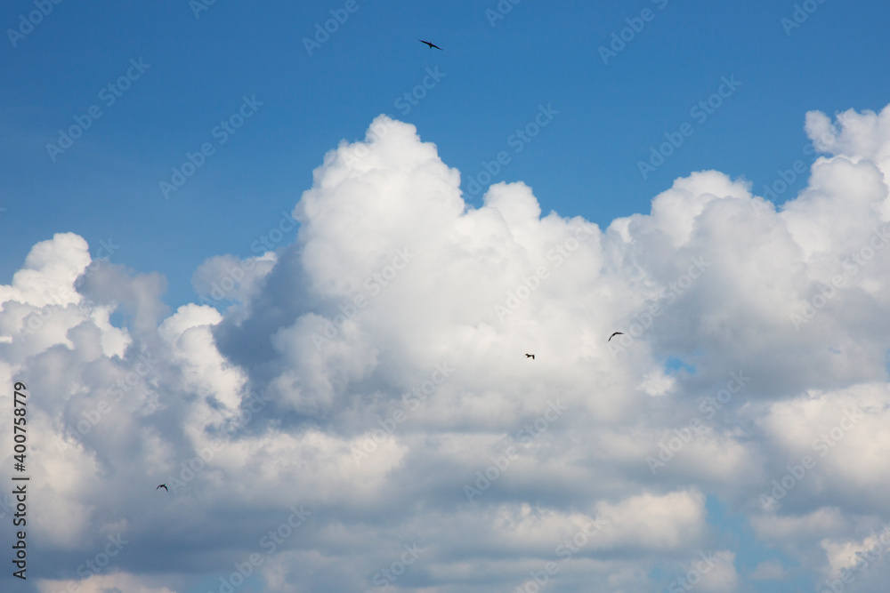 Birds fly in the blue sky . Bright blue Sky with white fluffy clouds Birds fly in the blue sky . Bright blue Sky with white fluffy clouds