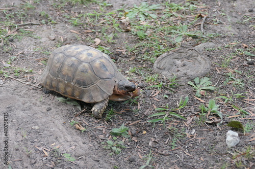 Afrikanische Schnabelbrustschildkröte, Chersina angulata; lebt in Südafrika und Namibia. Foto in George, Südafrika. 
 photo