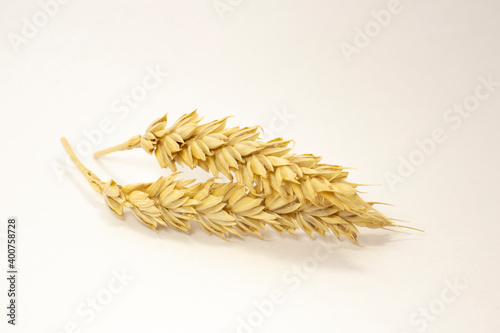 ripe ears of wheat on a white isolated background. isolated golden wheat