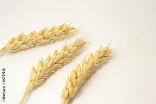 ripe ears of wheat on a white isolated background. isolated golden wheat