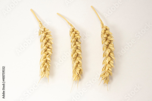 ripe ears of wheat on a white isolated background. isolated golden wheat