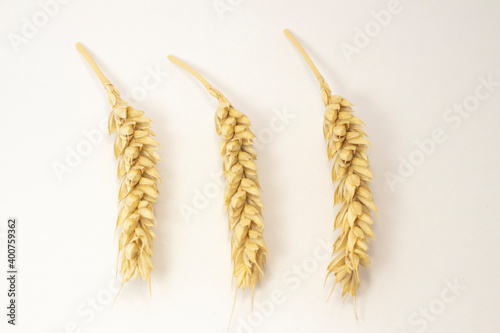 ripe spikelets of wheat on a white isolated background. isolated golden wheat