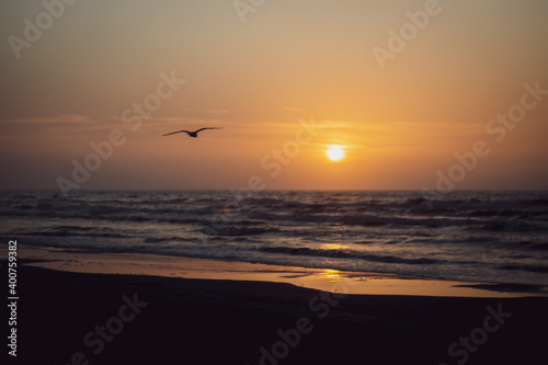 Beach Sunrise at Padre Island with Seagull © Chris Burk