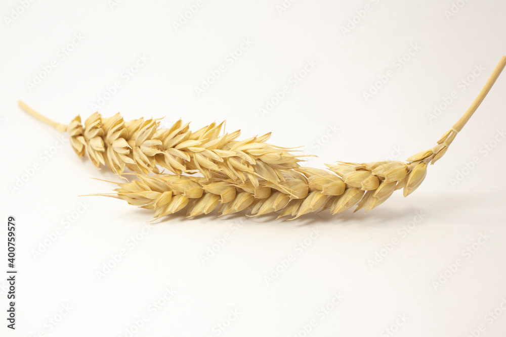 ripe spikelets of wheat on a white isolated background. isolated golden wheat ripe spikelets of wheat on a white isolated background. isolated golden wheat