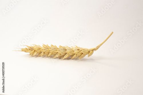 ripe spikelets of wheat on a white isolated background. isolated golden wheat photo