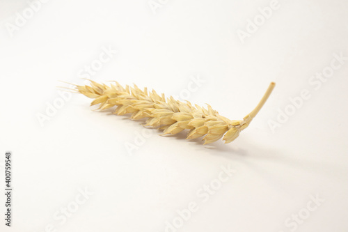 ripe spikelets of wheat on a white isolated background. isolated golden wheat