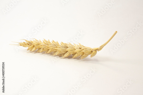 ripe spikelets of wheat on a white isolated background. isolated golden wheat