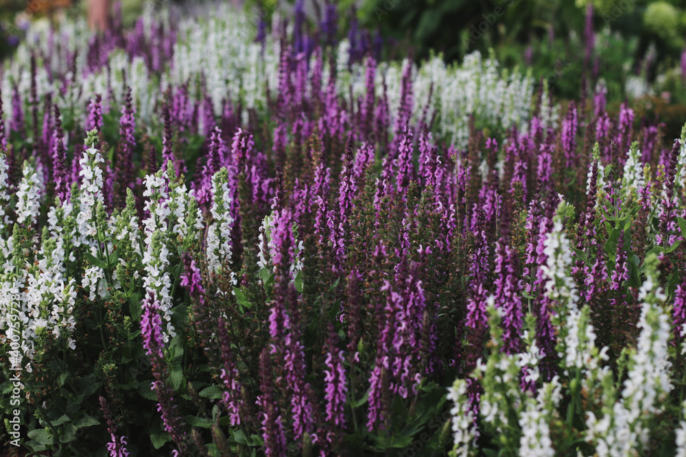 wild purple and white flowers in a garden
