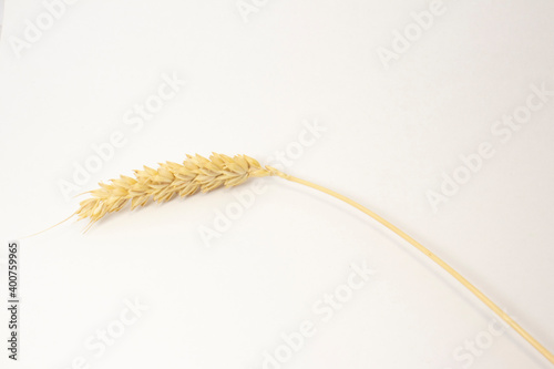 ripe spikelets of wheat on a white isolated background. isolated golden wheat photo