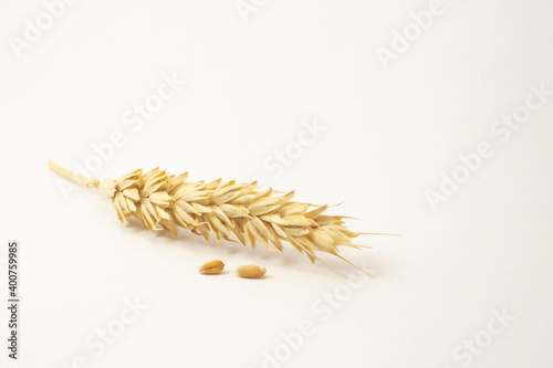 ripe spikelets of wheat on a white isolated background. isolated golden wheat