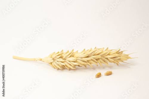 ripe spikelets of wheat on a white isolated background. isolated golden wheat