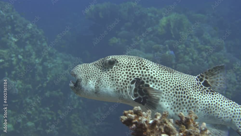 Fish Arothron stellatus, of the Tetraodontidae family. It has four strong teeth and feeds on molluscs and crustaceans. Contains a highly toxic poison, tetrodotoxin. May swell in danger. Red sea Fish Arothron stellatus, of the Tetraodontidae family. It has four strong teeth and feeds on molluscs and crustaceans. Contains a highly toxic poison, tetrodotoxin. May swell in danger. Red sea