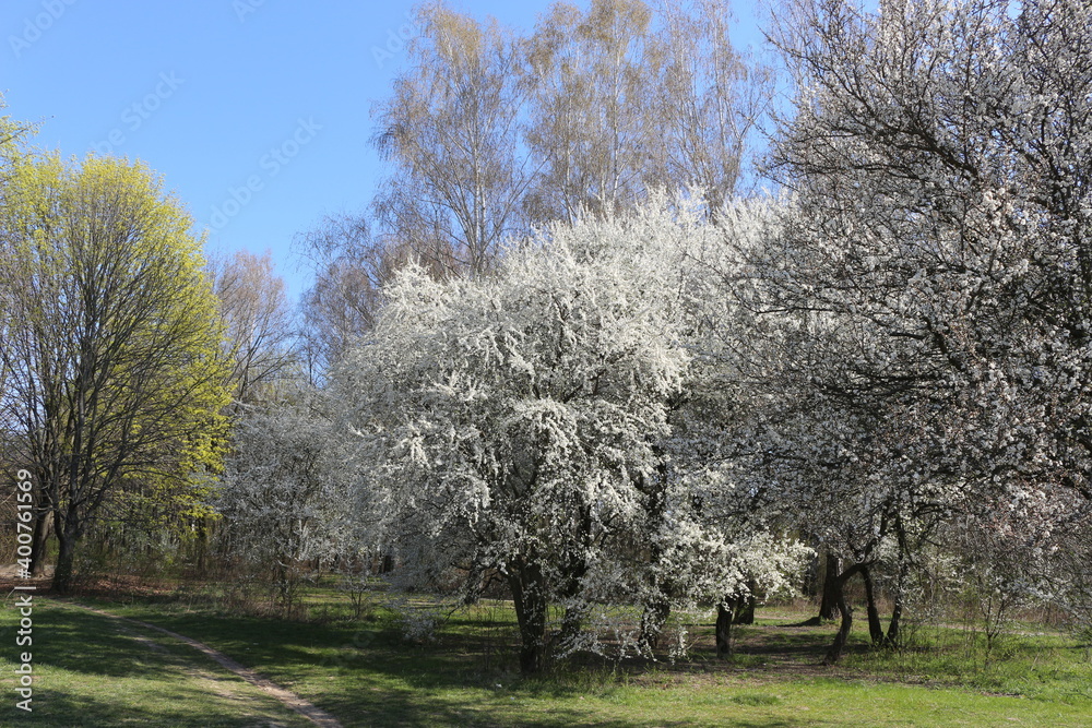 White flowers blossomed on a cherry tree in a spring park A flowering tree adorns the outdoor with its whiteness. White flowers blossomed on a cherry tree in a spring park A flowering tree adorns the outdoor with its whiteness.