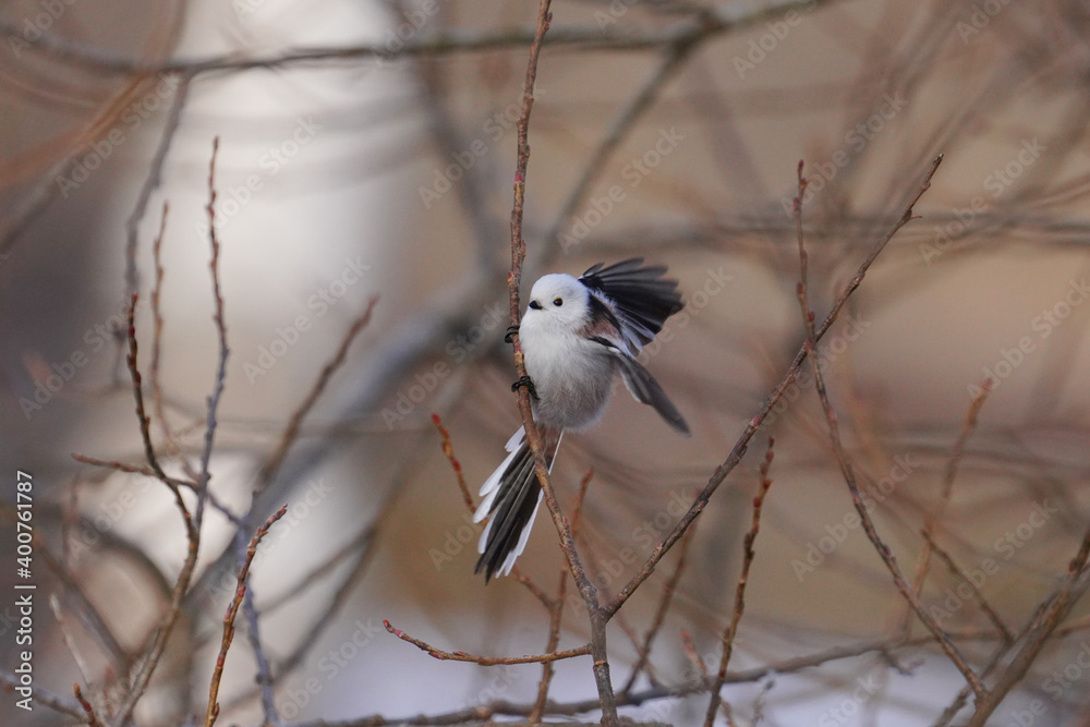 Fototapeta premium 日本の北海道にいるシマエナガ