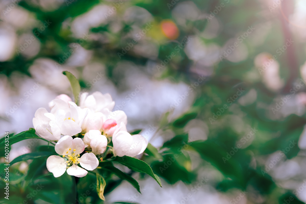 Spring flowers of white and pink apple blossom. Spring flowers of white and pink apple blossom.