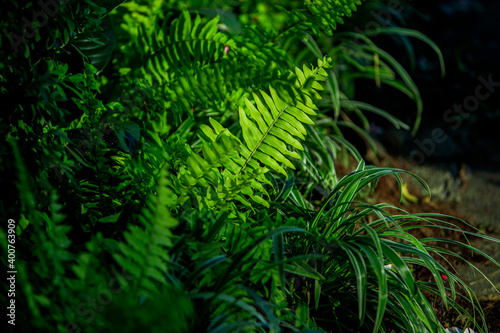 green fern in the sun