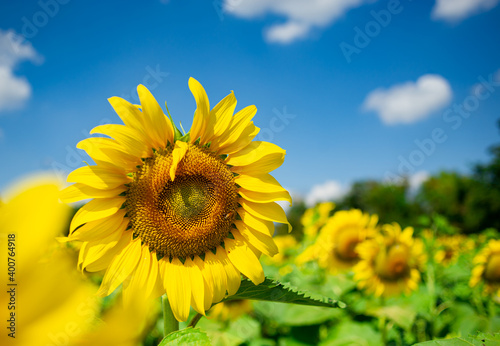 Blooming beautiful yellow sunflowers, sky and clouds background