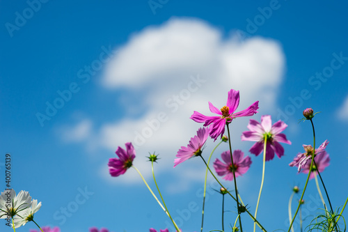 Colorful and beautiful cosmos flowers And a backdrop of blue sky and white clouds