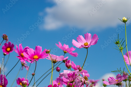 Colorful and beautiful cosmos flowers And a backdrop of blue sky and white clouds
