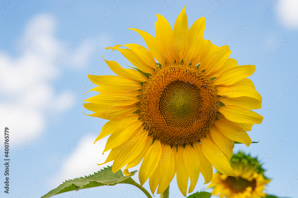 Beautiful yellow sunflower It was a large flower and turned towards the sun. Beautiful yellow sunflower It was a large flower and turned towards the sun.