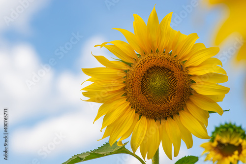 Beautiful yellow sunflower It was a large flower and turned towards the sun.