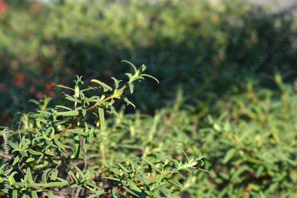 Fototapeta premium Narrow-leaved cistus