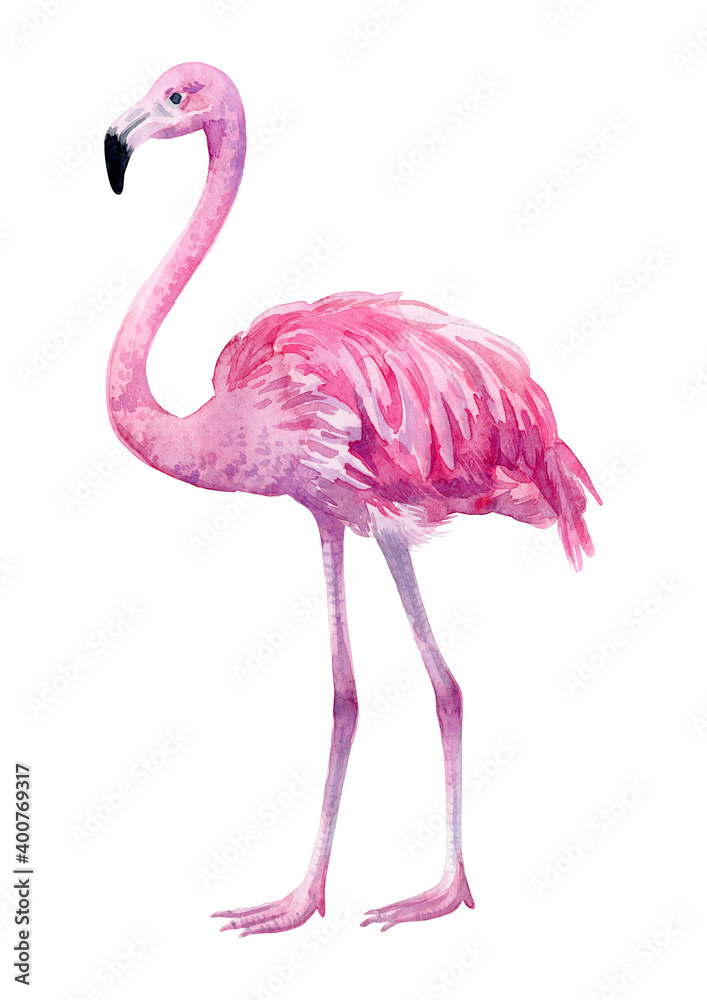 Fototapeta premium Pink flamingo. Tropical exotic bird on white background.