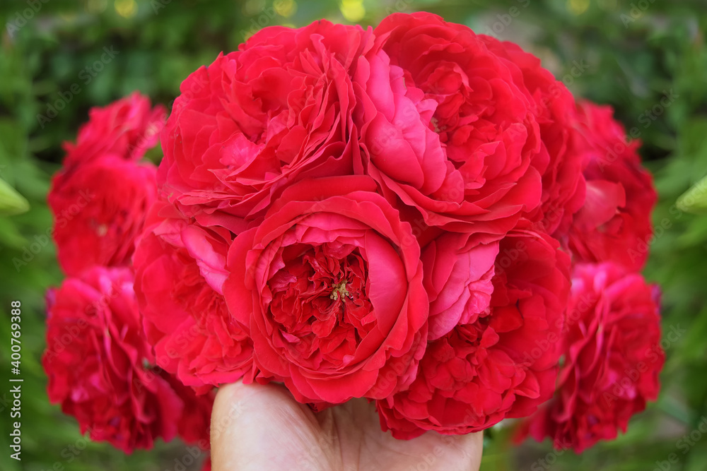 Bouquet of red roses in a female hand on a blurred green background . Attention sign. Valentine`s Day Bouquet of red roses in a female hand on a blurred green background . Attention sign. Valentine`s Day