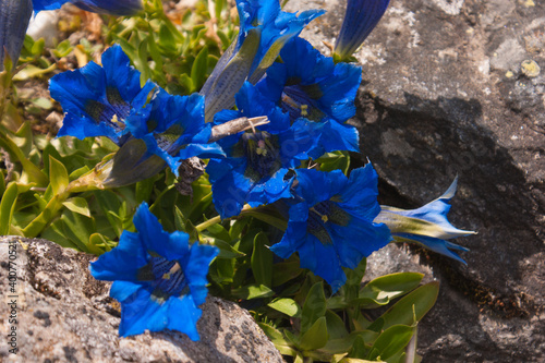 gentiana,Botanical Garden,valnontey,cogne,val of aosta,italy photo