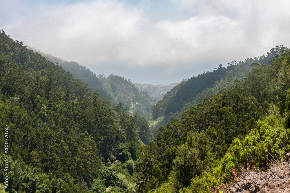 Urwald auf Madeira