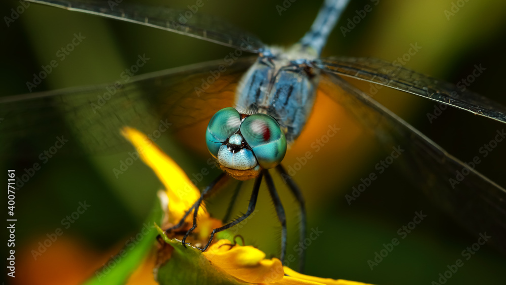 Selective focus close up Macro image of dragonfly eyes Selective focus close up Macro image of dragonfly eyes