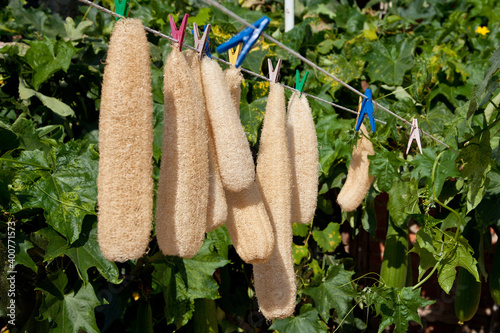 Dried luffa (loofah) on a rope outside. Yellow long body wash from a natural plant.