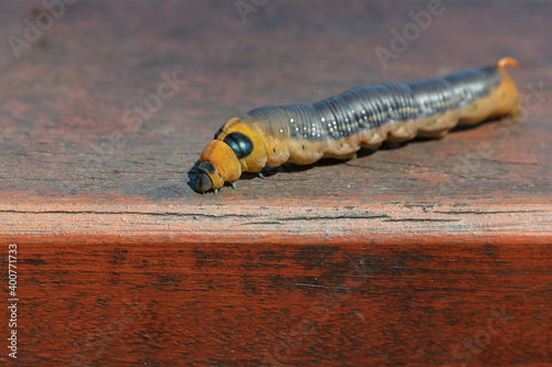 Closeup Oleander Hawk-Moth (Daphnis nerii) caterpillar before pupating with eye like structures. photo