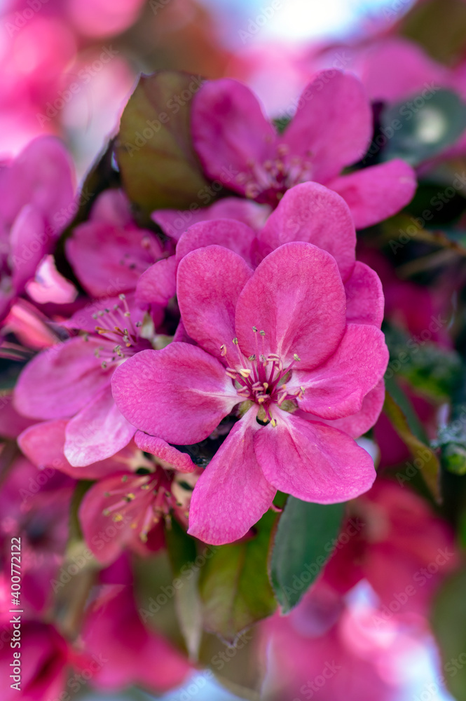 Ornamental malus apple tree plant flowering during springtime, toringo scarlet bright purple pink flowers in bloom, Ornamental malus apple tree plant flowering during springtime, toringo scarlet bright purple pink flowers in bloom,