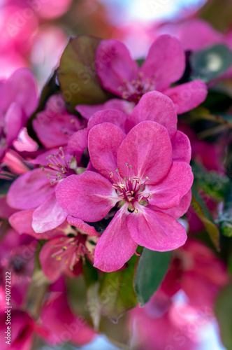 Ornamental malus apple tree plant flowering during springtime, toringo scarlet bright purple pink flowers in bloom,