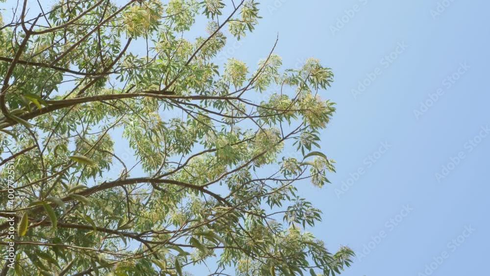 4K Tree branch with green leaves and flower swaying by wind in blue sky natural background with space. Concept of nature. 4K Tree branch with green leaves and flower swaying by wind in blue sky natural background with space. Concept of nature.