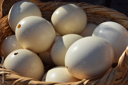 Empty ostrich eggs in a wicker basket. photo