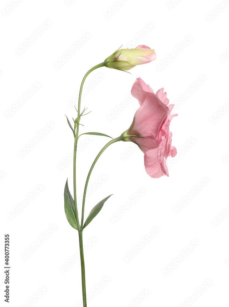 Obraz premium Beautiful fresh Eustoma flowers isolated on white