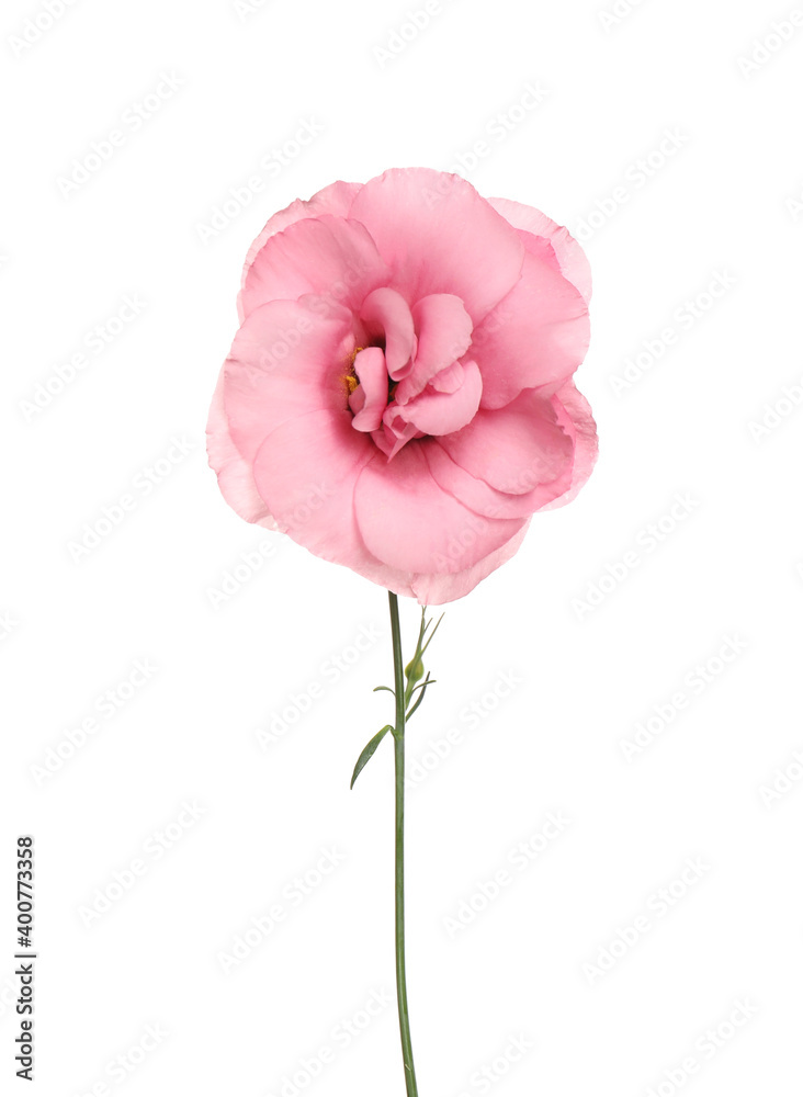 Beautiful fresh Eustoma flower isolated on white