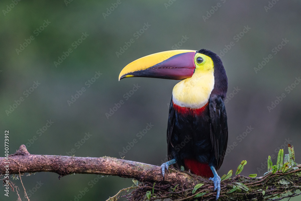 Obraz premium A yellow-throated toucan (Ramphastos ambiguus) perches on a tree branch in Laguna del Lagarto, Costa Rica