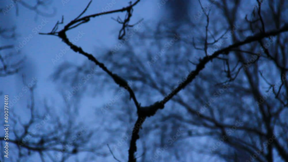 Artistic presentation of icicle, branches with ice drop on it. Close up. Cold winter time, dark night begins.