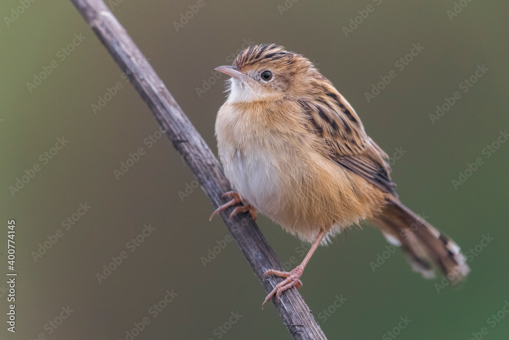 Naklejka premium Graszanger; Zitting Cisticola; Cisticola juncidis