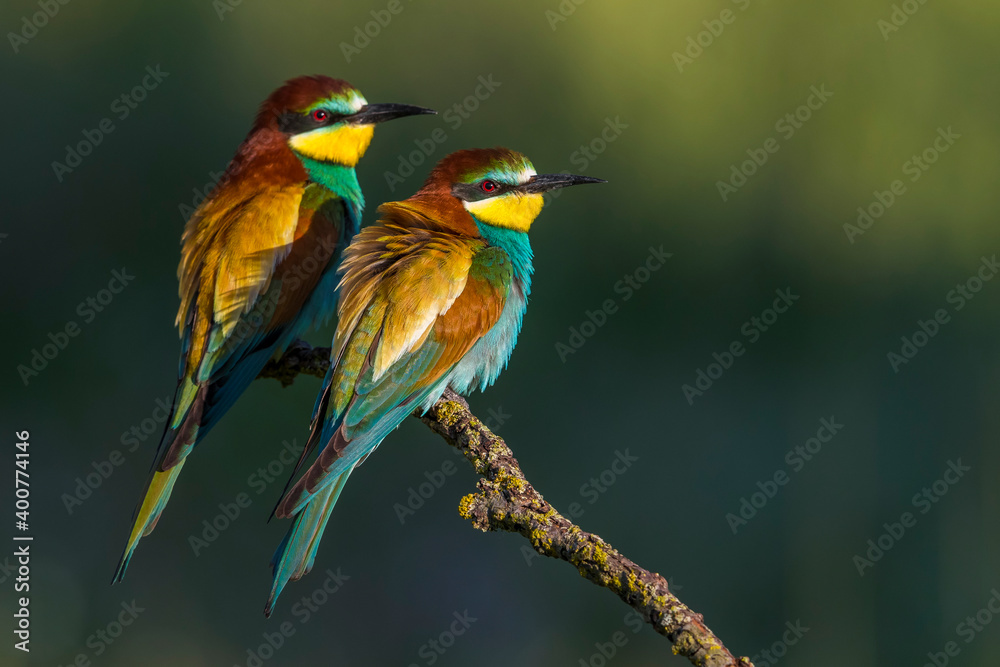 Europese Bijeneter; European Bee-eater; Merops apiaster