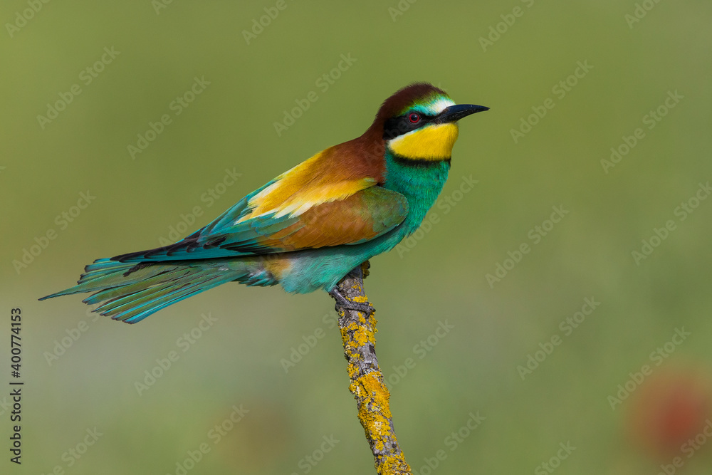 Europese Bijeneter; European Bee-eater; Merops apiaster Europese Bijeneter; European Bee-eater; Merops apiaster