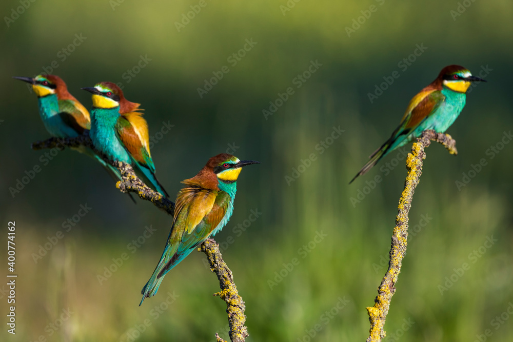 Fototapeta premium Europese Bijeneter; European Bee-eater; Merops apiaster