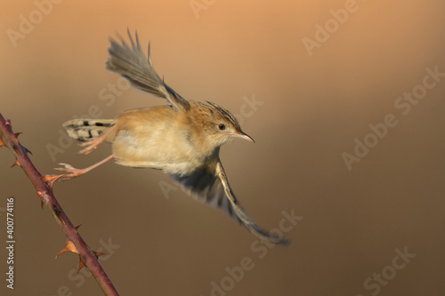 Graszanger; Zitting Cisticola; Cisticola juncidis photo